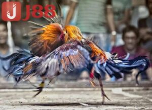 Hướng dẫn đơn giản tham gia đá gà jj88