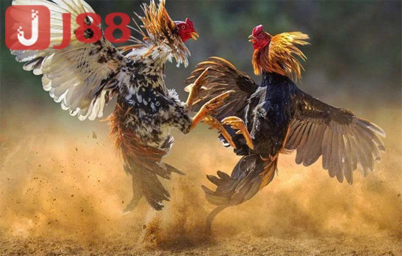 Lý do nên chọn đá gà jj88